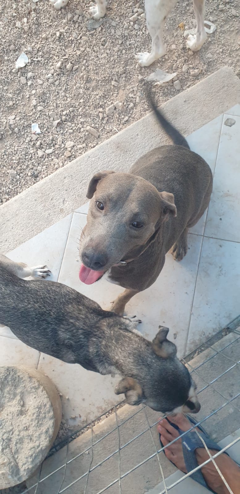 Suzy, a Adopted Hound in North Vancouver, BC image 2/6