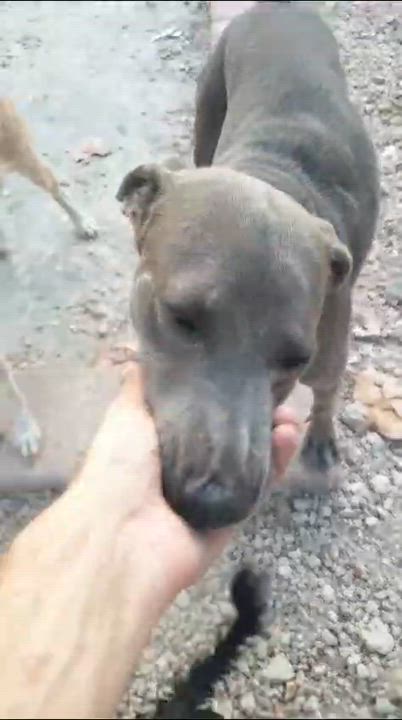 Enlarge Suzy, a Adopted Hound in North Vancouver, BC video 4/6