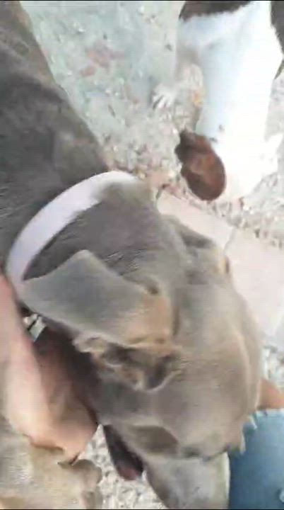 Enlarge Suzy, a Adopted Hound in North Vancouver, BC video 3/6