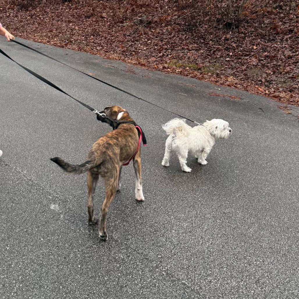 Tigger, Adoptable, Young Female Mixed Breed.
