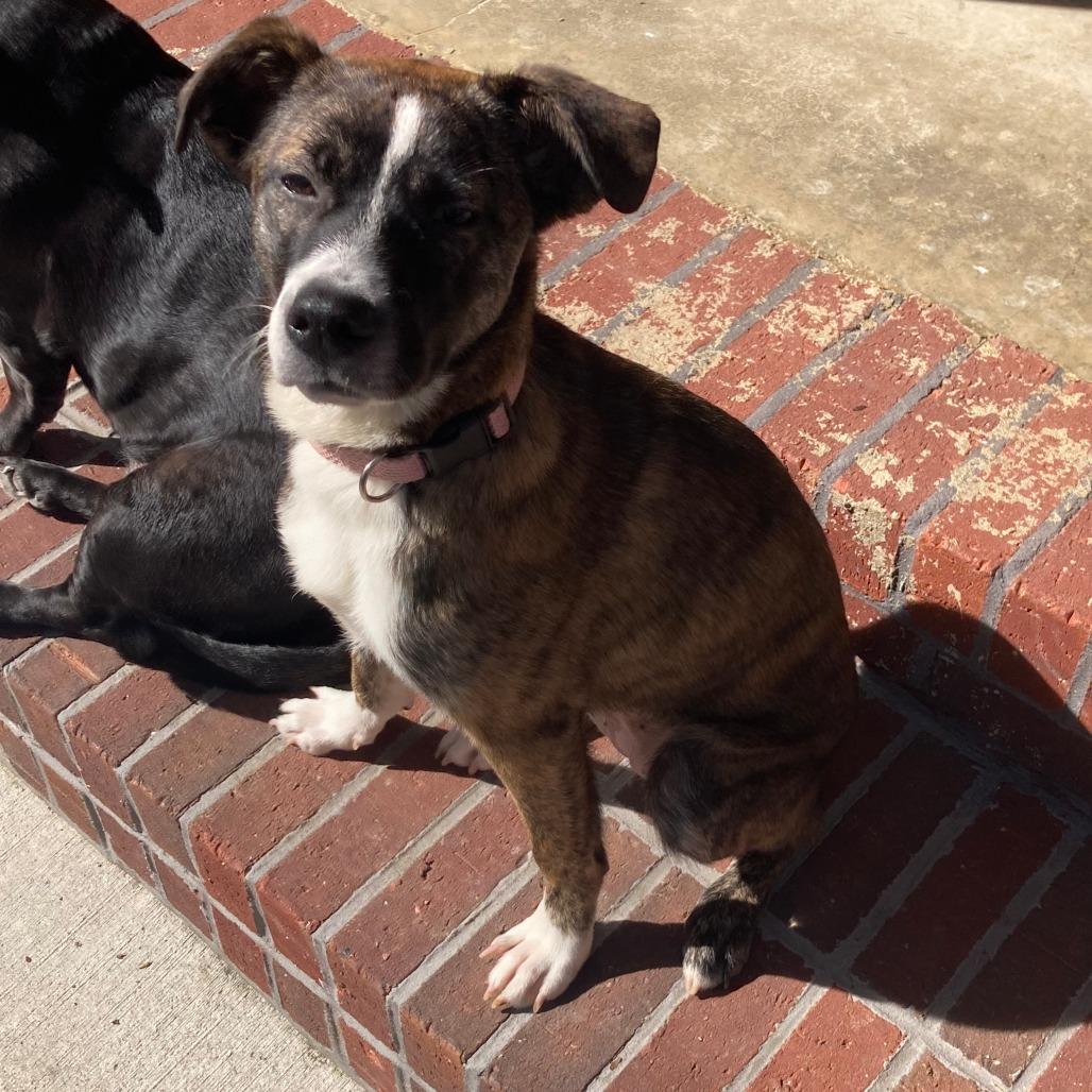 Tigger, a Adoptable Mixed Breed in Rossville, GA image 2/5