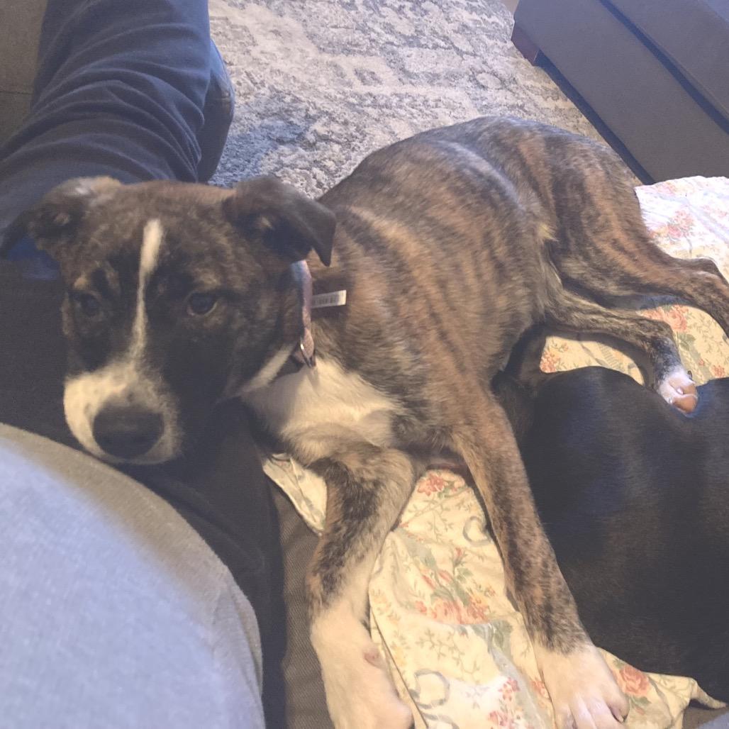 Tigger, a Adoptable Mixed Breed in Rossville, GA image 3/5