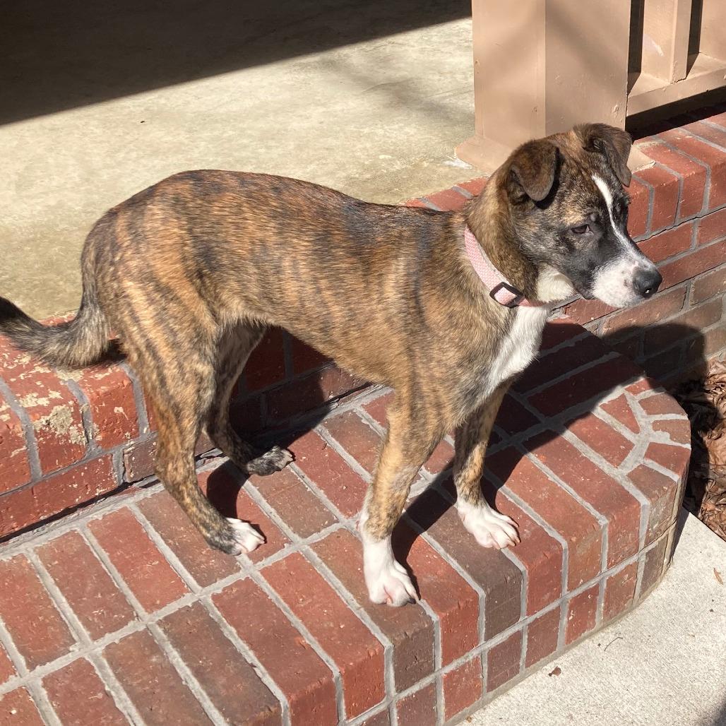 Tigger, a Adoptable Mixed Breed in Rossville, GA image 4/5