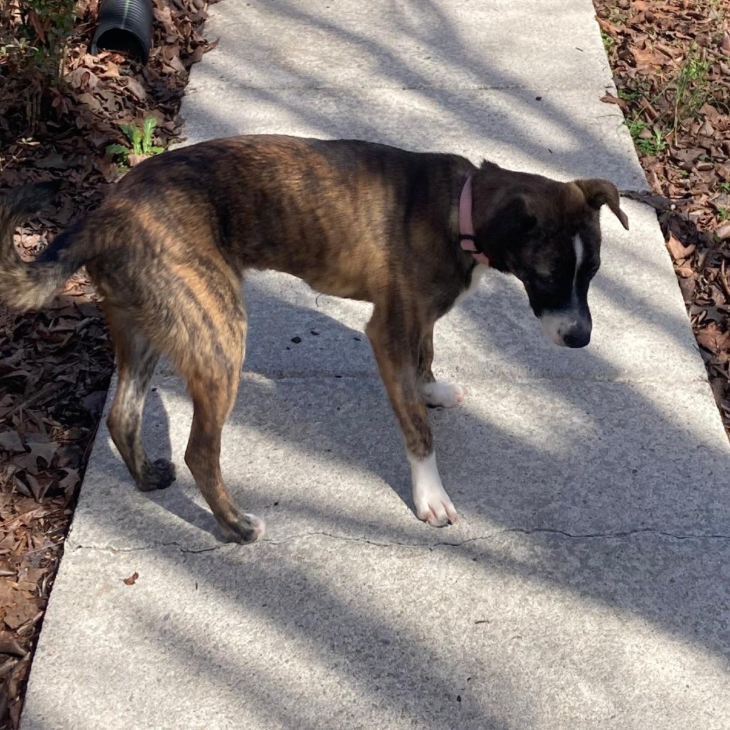 Tigger, a Adoptable Mixed Breed in Rossville, GA image 5/5