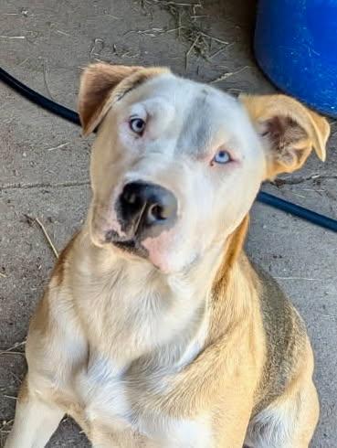 Archie, ADOPTABLE, Adult Male Pit Bull Terrier & Husky.