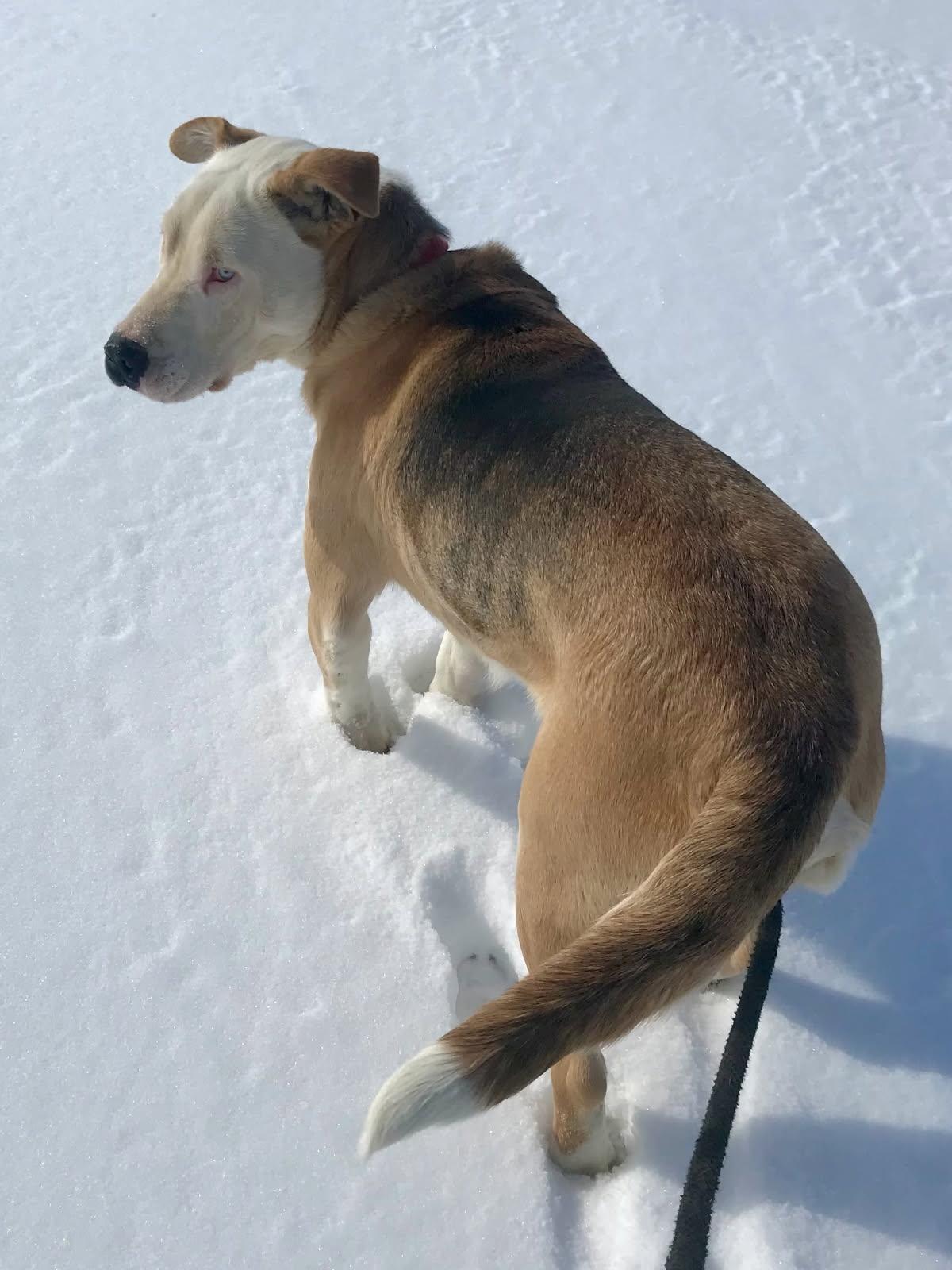 Archie, a ADOPTABLE mixed breed in Cary, IL image 3/5