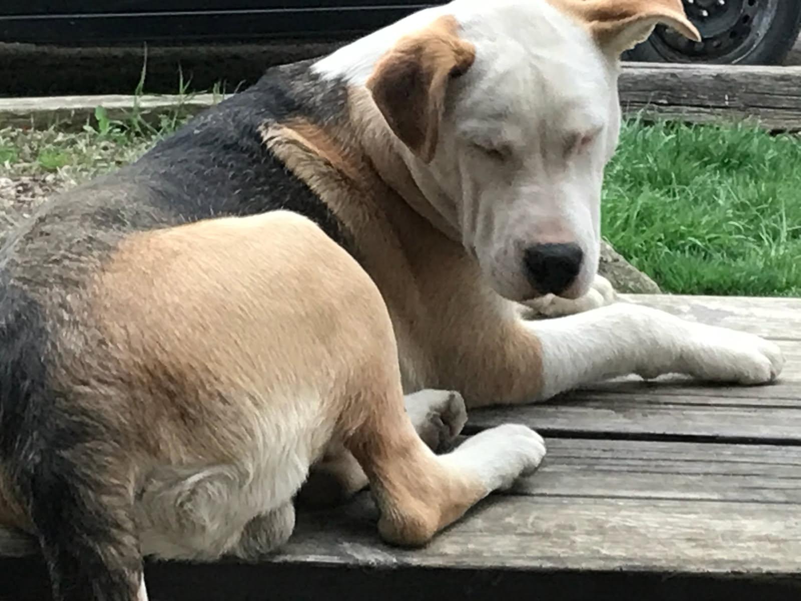 Archie, a ADOPTABLE mixed breed in Cary, IL image 2/5