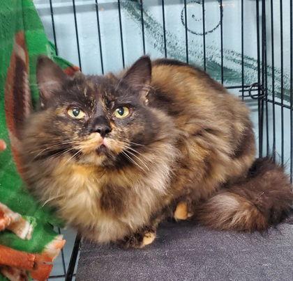 Enlarge 6930 (Nebula), a Adoptable Tortoiseshell in Lake City, MI image 1/1