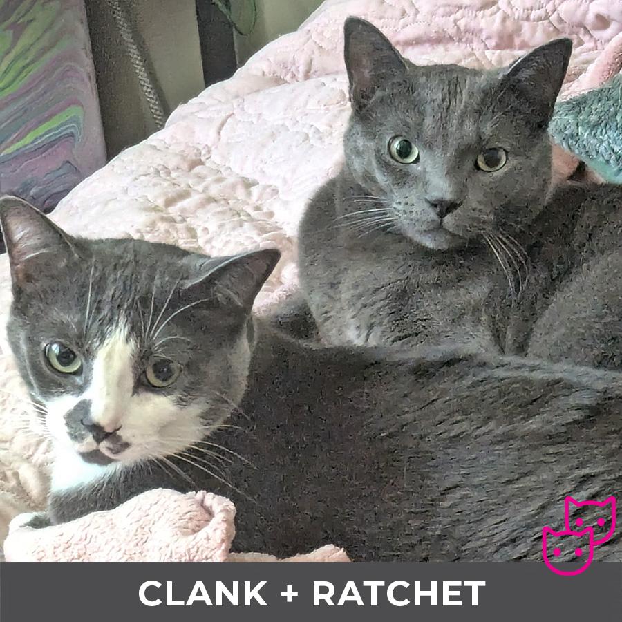 Enlarge Clank (bonded with Ratchet), an adoptable Domestic Short Hair in Etobicoke, ON image 4/5