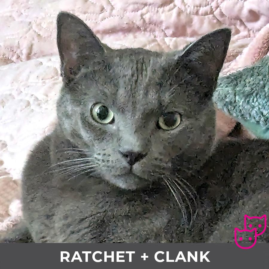 Enlarge Clank (bonded with Ratchet), an adoptable Domestic Short Hair in Etobicoke, ON image 5/5