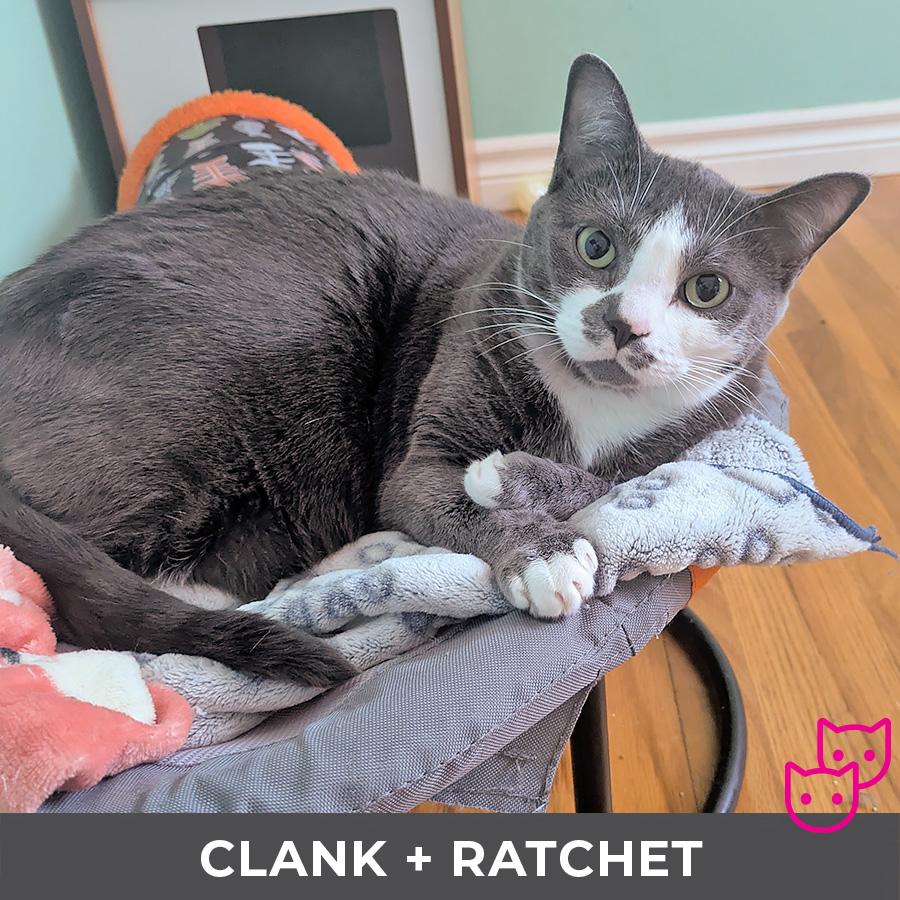 Enlarge Clank (bonded with Ratchet), an adoptable Domestic Short Hair in Etobicoke, ON image 2/5