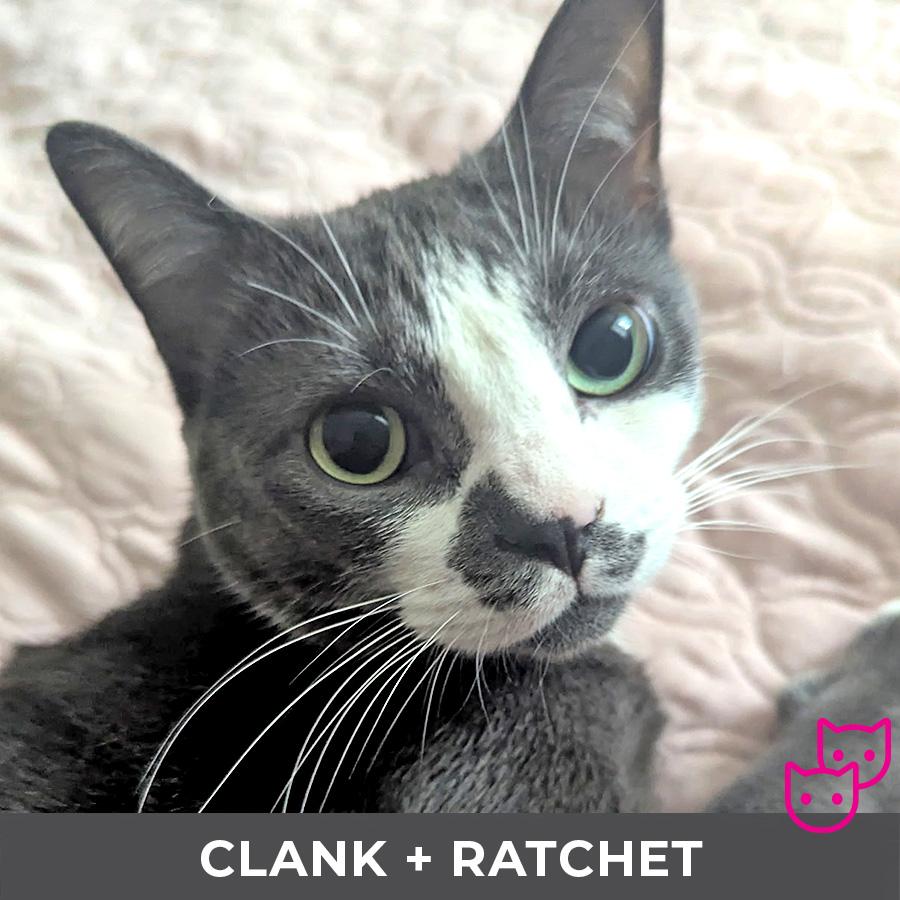 Clank (bonded with Ratchet), adoptable, Adult Female Domestic Short Hair.