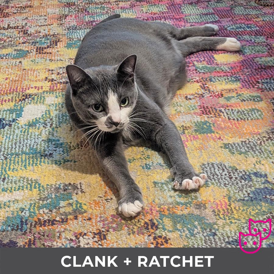 Enlarge Clank (bonded with Ratchet), an adoptable Domestic Short Hair in Etobicoke, ON image 3/5