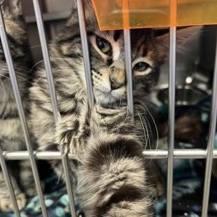 Serpent, Adopted, Kitten Male Domestic Medium Hair.