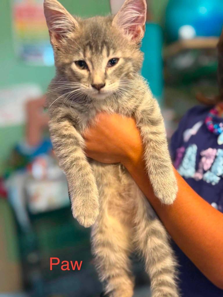 Paw, Adoptable, Kitten Male Domestic Short Hair.