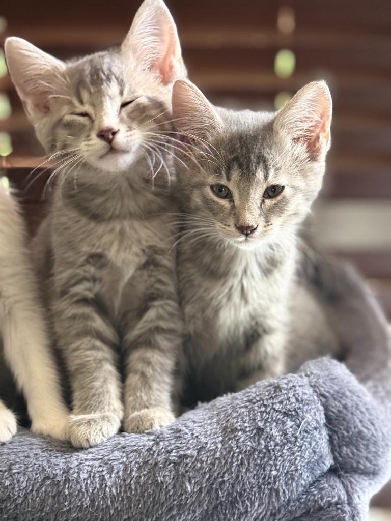 Enlarge Paw, a Adoptable Domestic Short Hair in Cloquet, MN image 3/3
