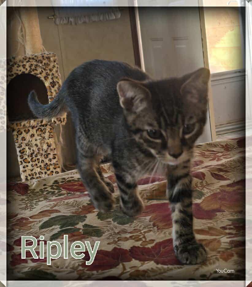 Ripley