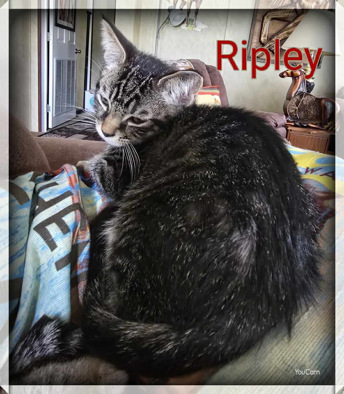 Ripley