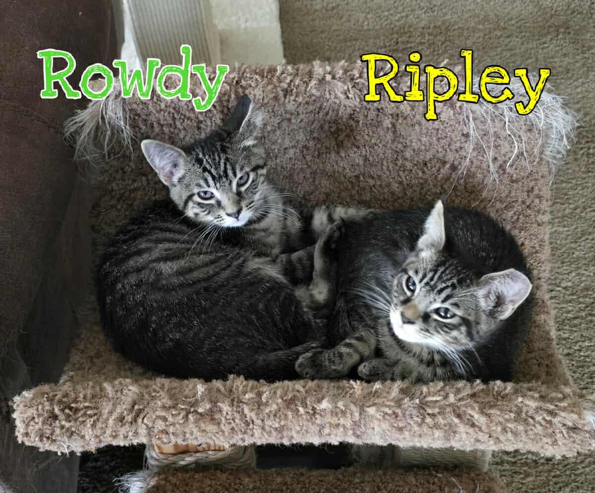 Ripley