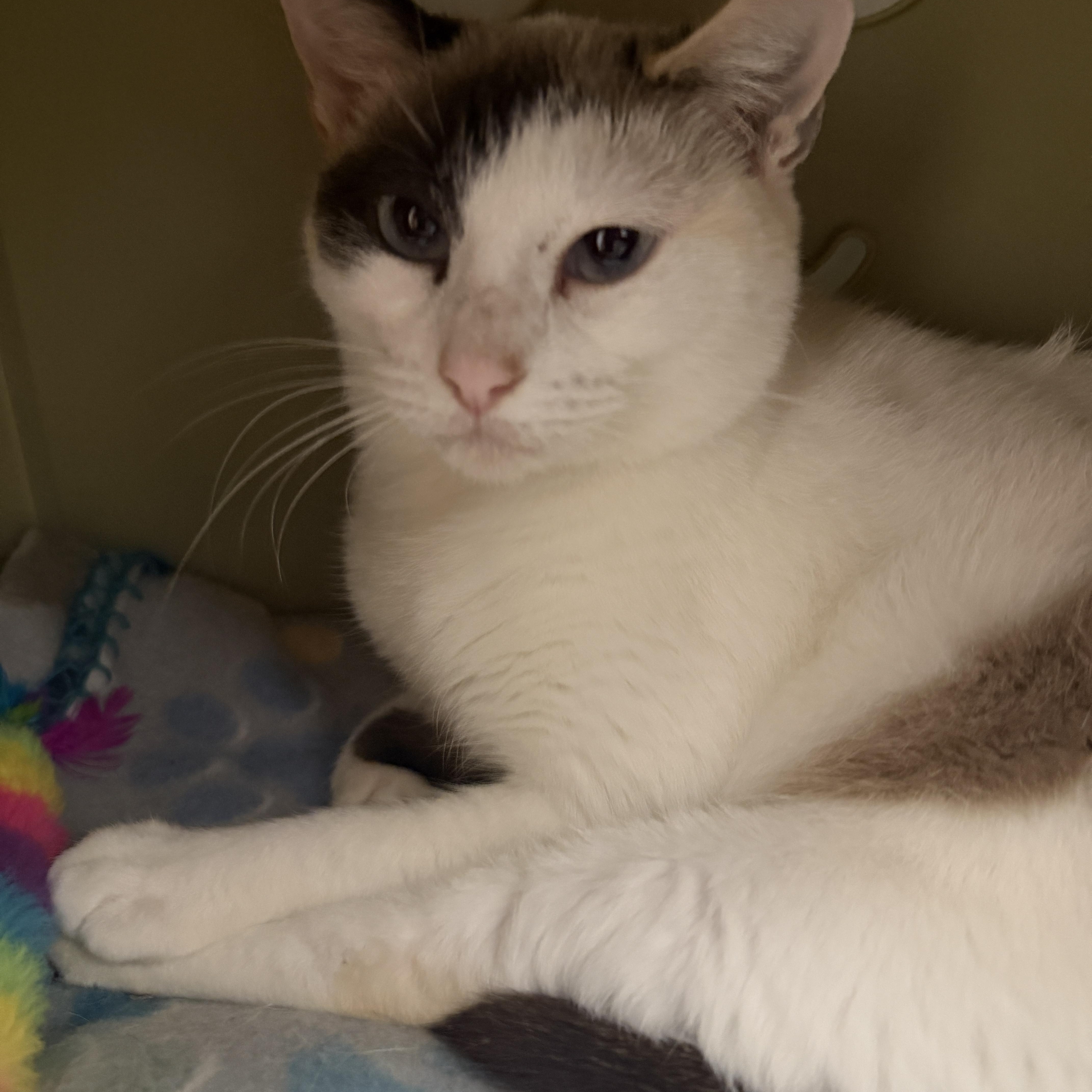 Enlarge Tamaya, a Adoptable Domestic Short Hair in Oldsmar, FL image 2/3