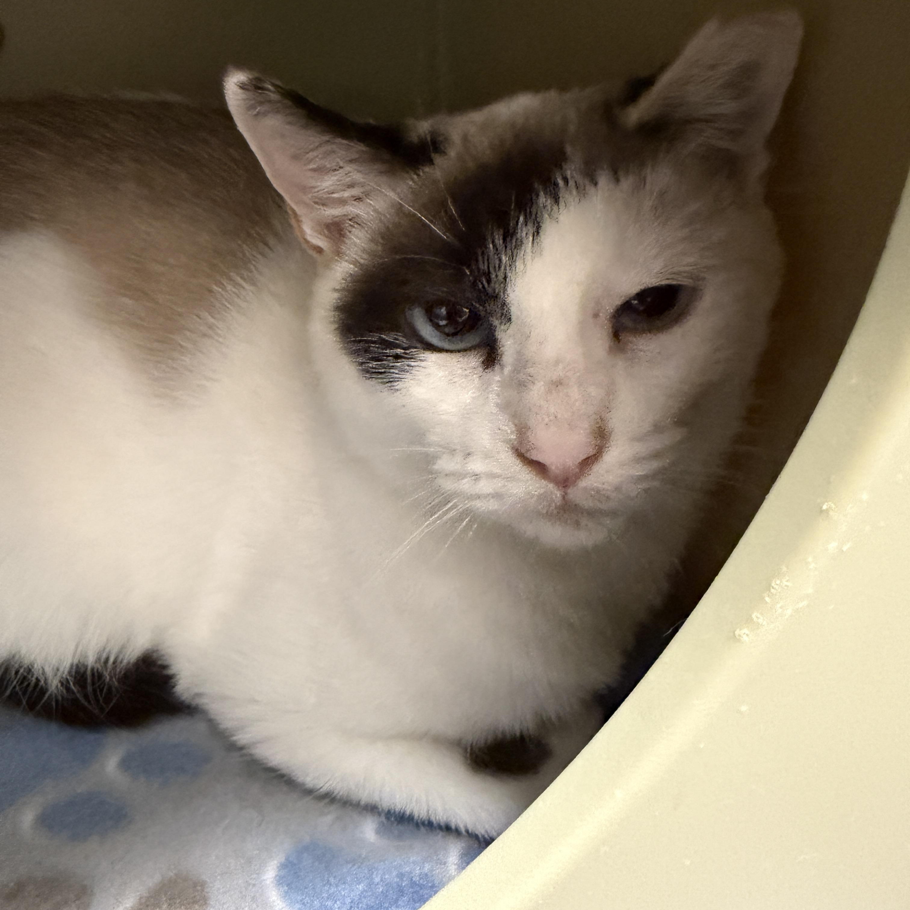 Enlarge Tamaya, a Adoptable Domestic Short Hair in Oldsmar, FL image 3/3