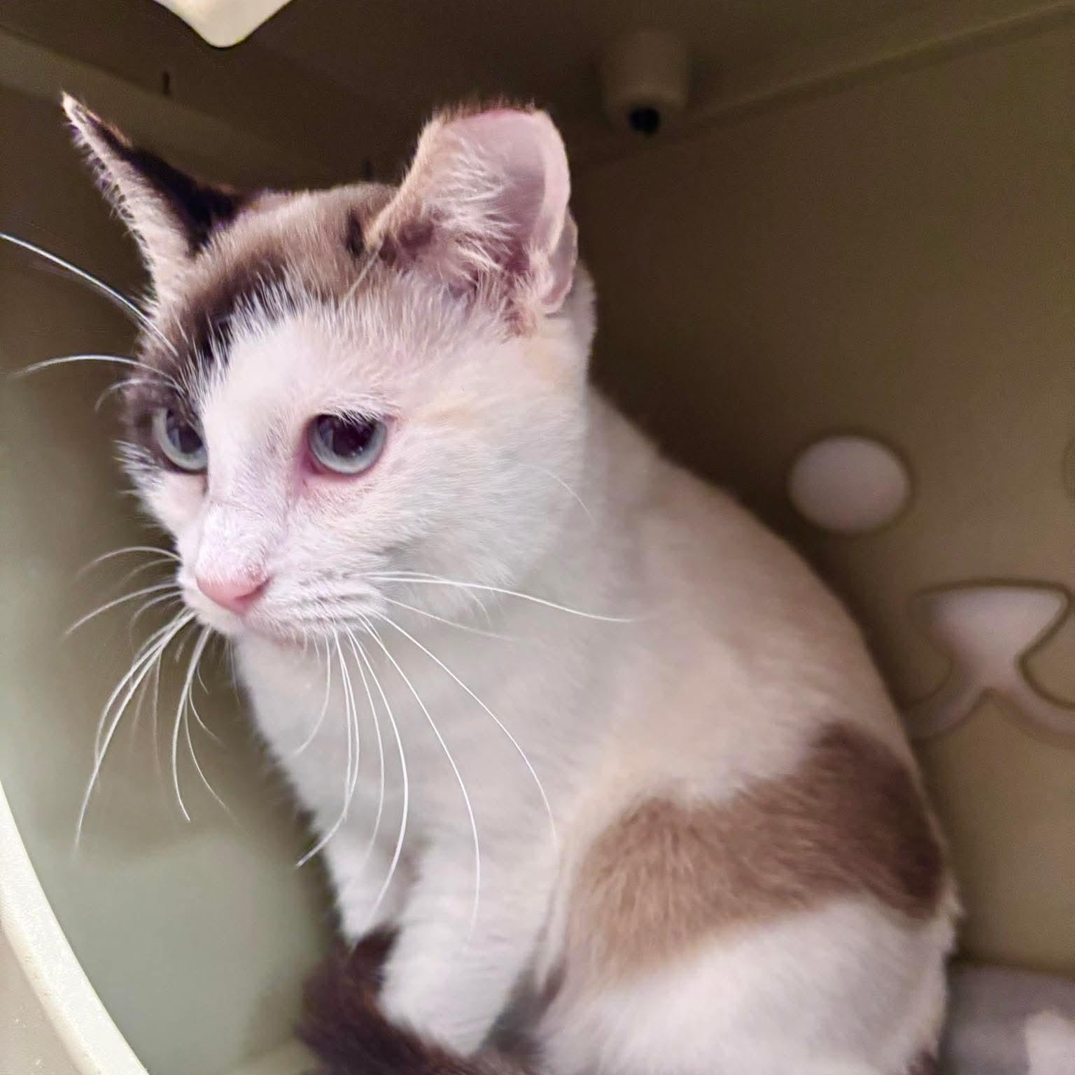 Enlarge Tamaya, a Adoptable Domestic Short Hair in Oldsmar, FL image 1/3