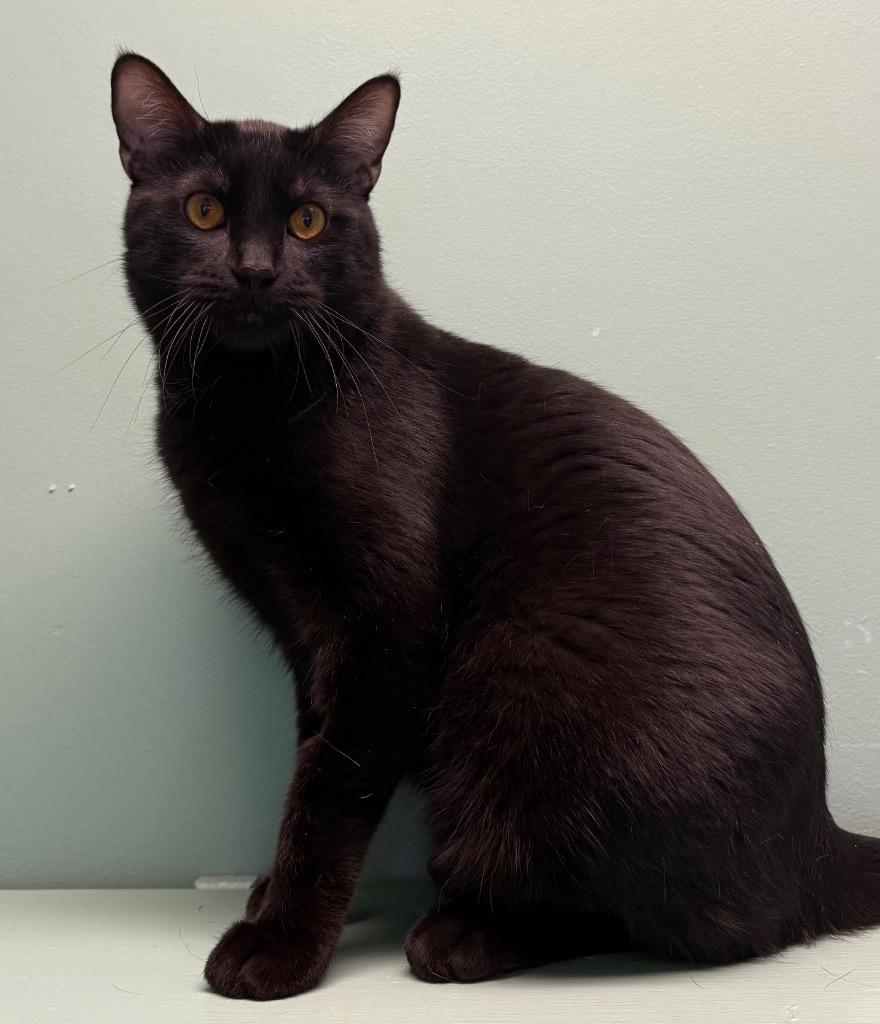 Enlarge Randy, a Adoptable Domestic Short Hair in Amery, WI image 3/3