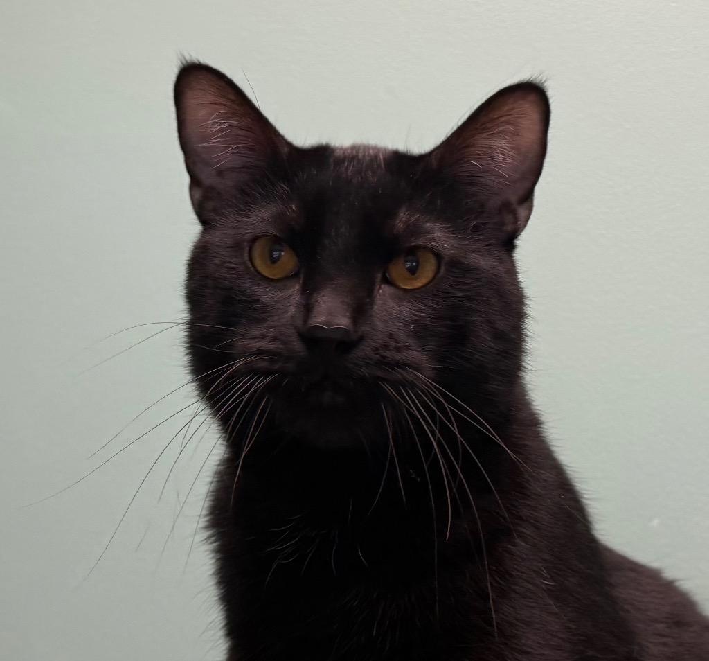 Enlarge Randy, a Adoptable Domestic Short Hair in Amery, WI image 1/3