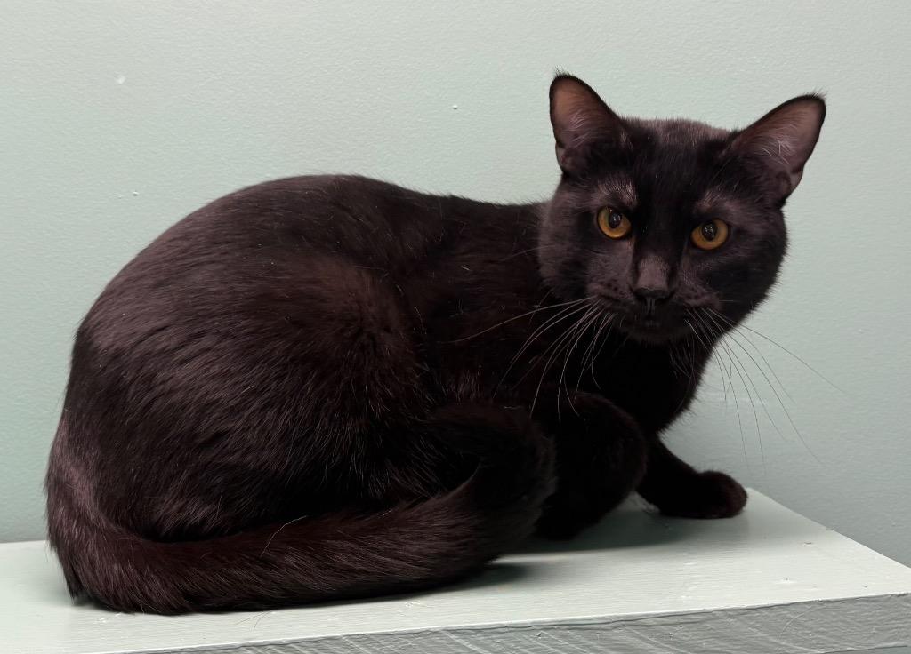 Enlarge Randy, a Adoptable Domestic Short Hair in Amery, WI image 2/3