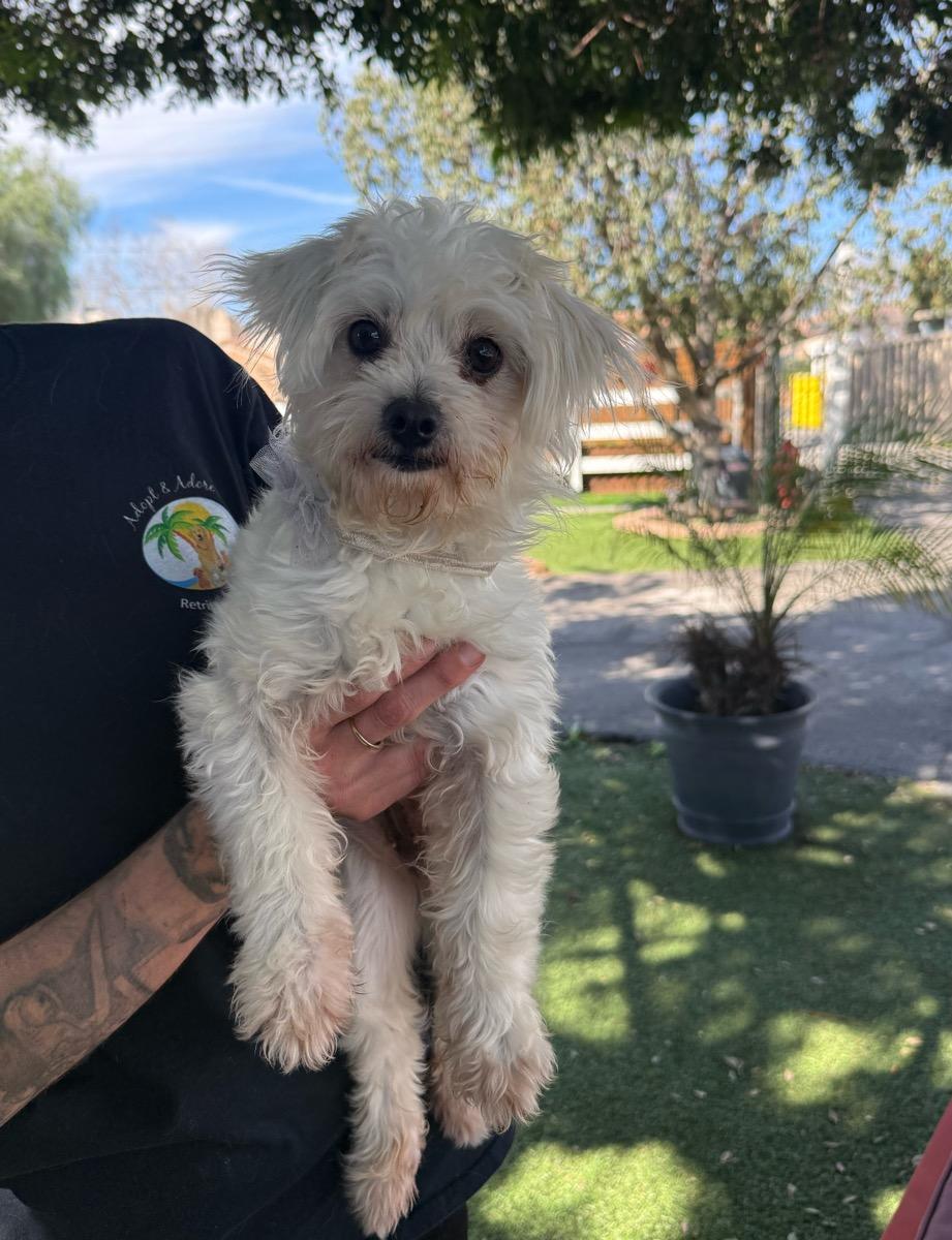 Enlarge Lilly, a ADOPTABLE mixed breed in Temecula, CA image 1/1