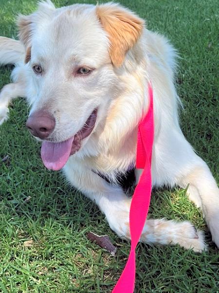 Chip, an adopted mixed breed in Los Angeles, CA image 5/6