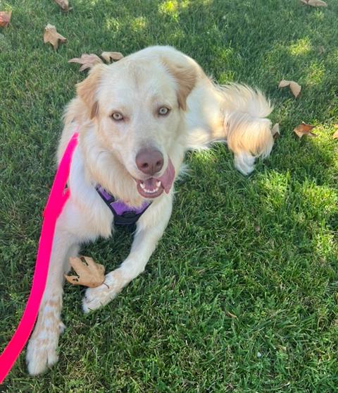 Chip, an adopted mixed breed in Los Angeles, CA image 6/6