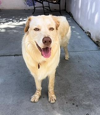 Enlarge Chip, a ADOPTABLE mixed breed in Los Angeles, CA image 3/4