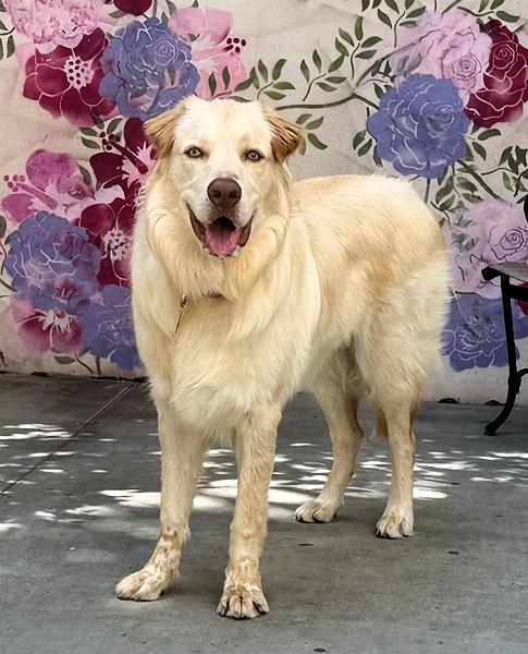 Enlarge Chip, a ADOPTABLE mixed breed in Los Angeles, CA image 4/4