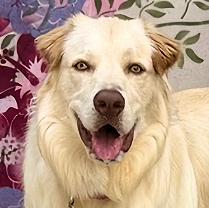 Chip, ADOPTABLE, Adult Male Golden Retriever.