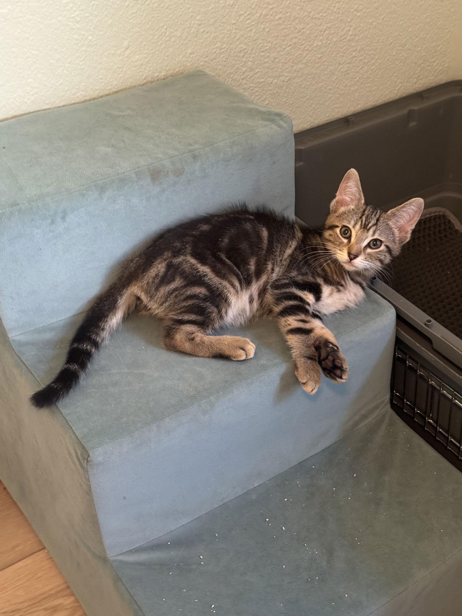 Sneaker loves dogs, Adopted, Young Male Tabby & Domestic Short Hair.