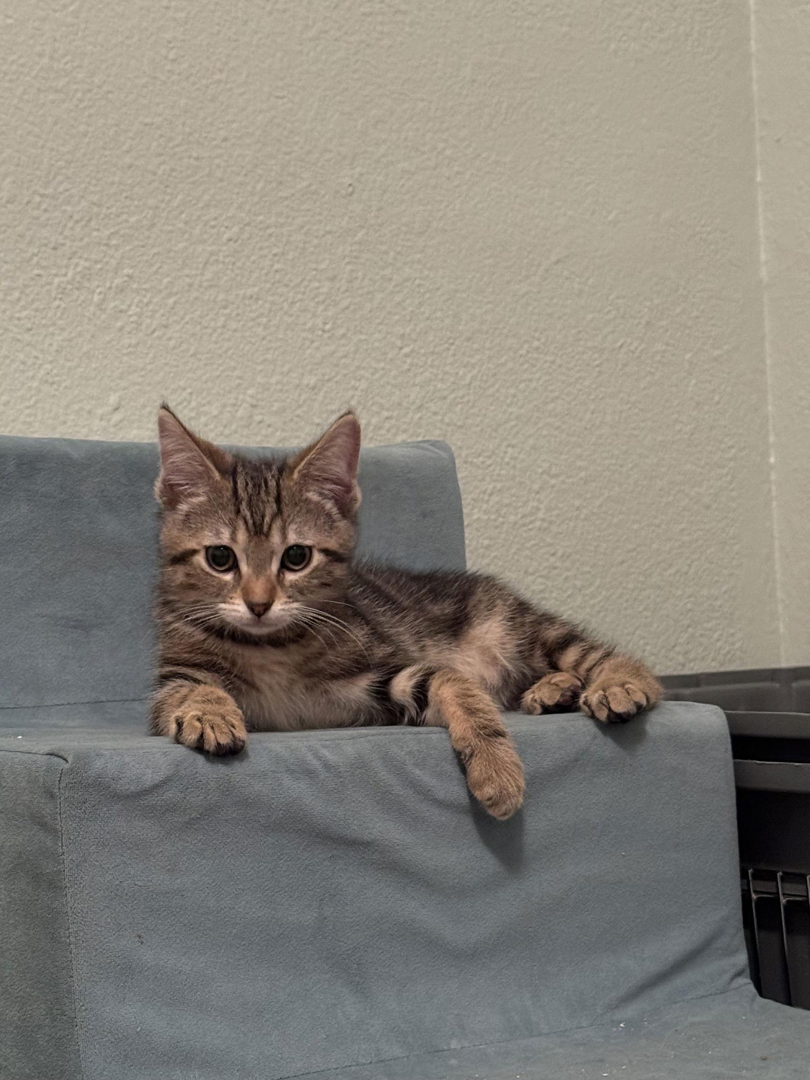 Sneaker loves dogs, a Adopted mixed breed in Vallejo, CA image 2/3