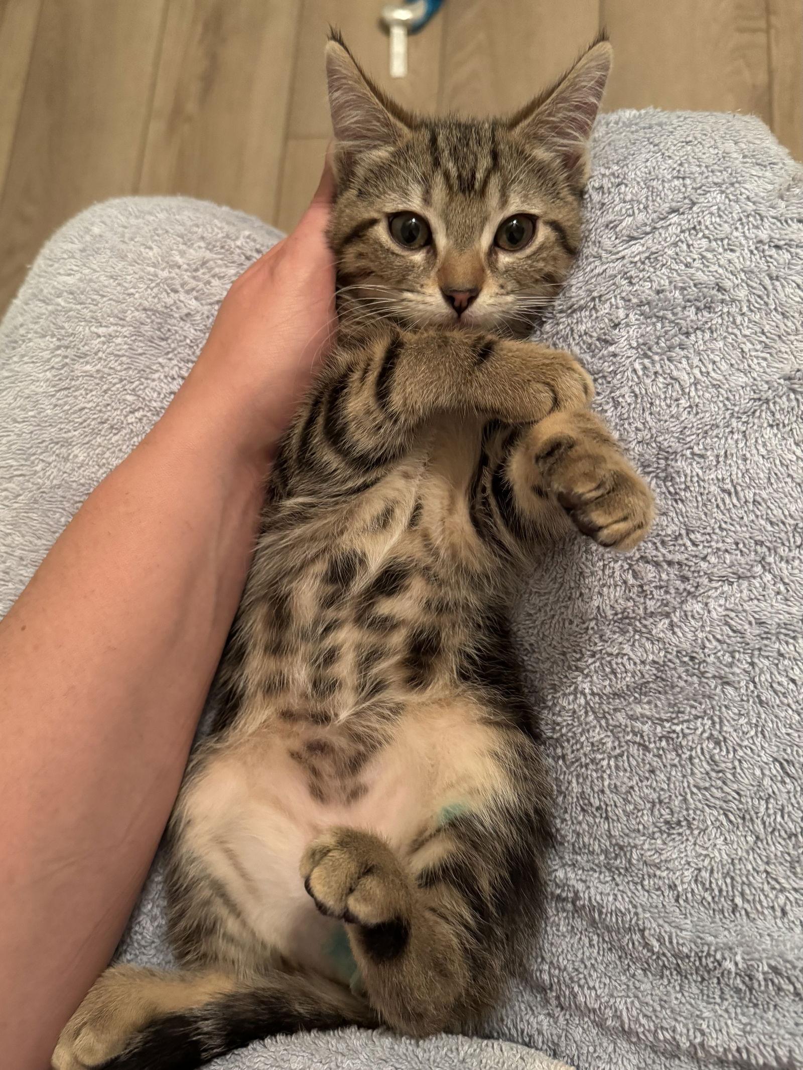 Sneaker loves dogs, a Adopted mixed breed in Vallejo, CA image 3/3