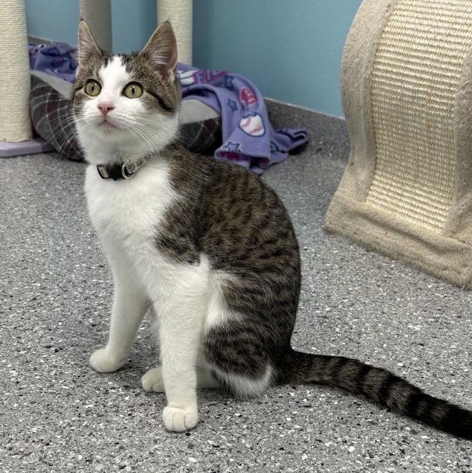 Enlarge Honey, a Adoptable Domestic Short Hair in Morris, MN image 4/4