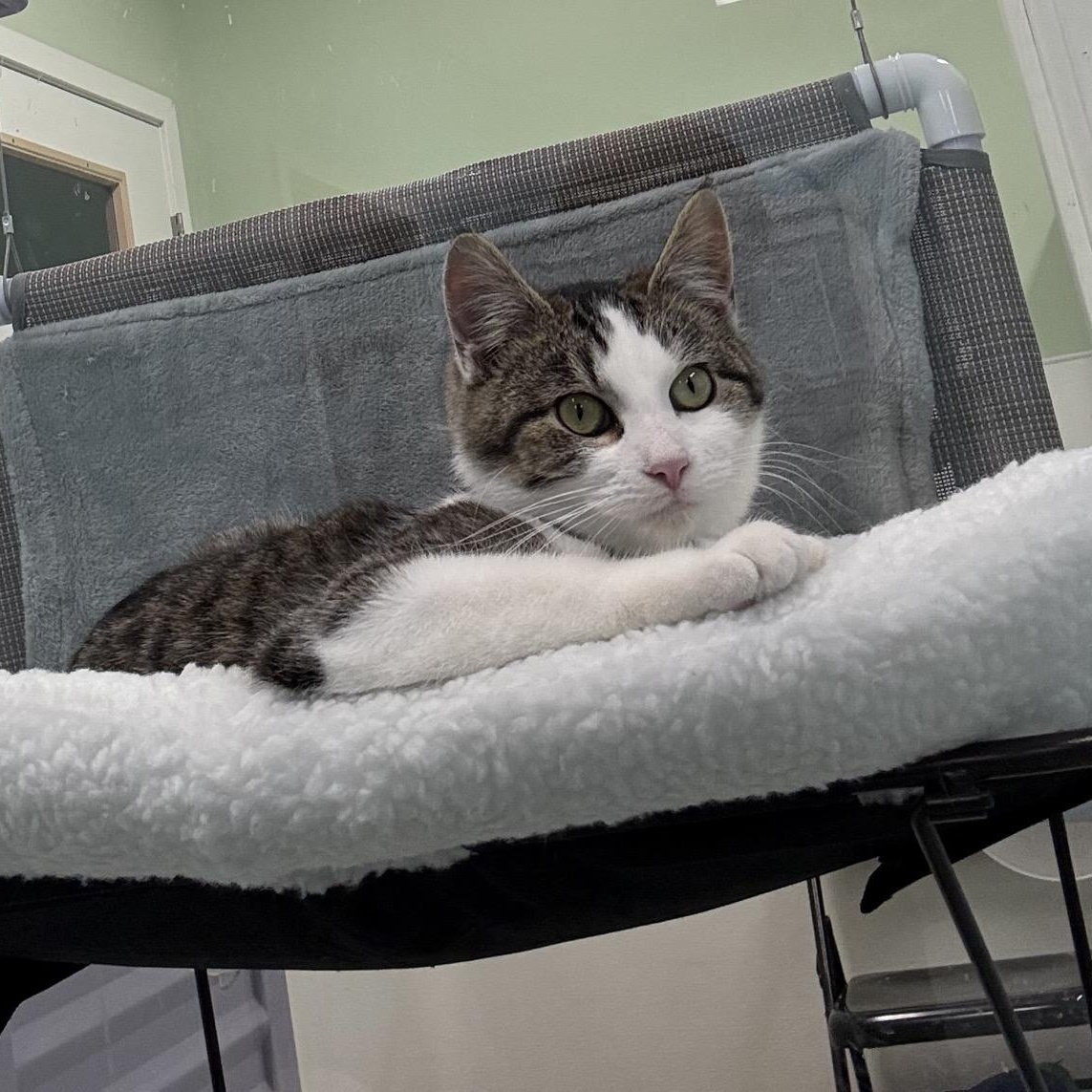 Enlarge Honey, a Adoptable Domestic Short Hair in Morris, MN image 3/4