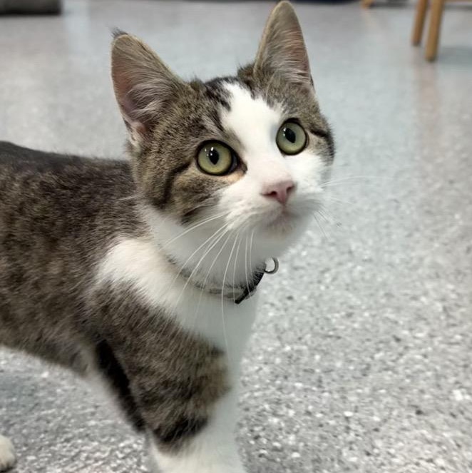 Enlarge Honey, a Adoptable Domestic Short Hair in Morris, MN image 2/4