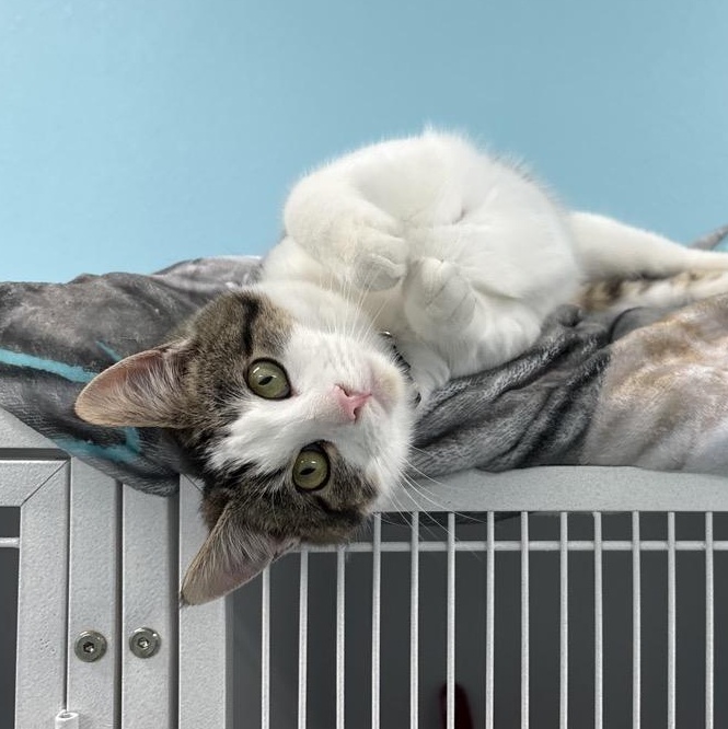 Honey, Adoptable, Young Female Domestic Short Hair.