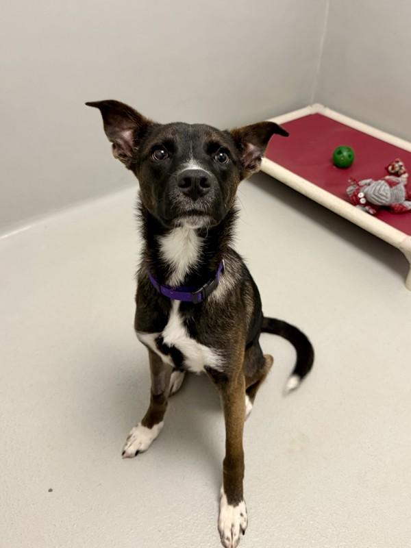 Enlarge Sweet Boy, a Adoptable mixed breed in Winnipeg, MB image 1/2
