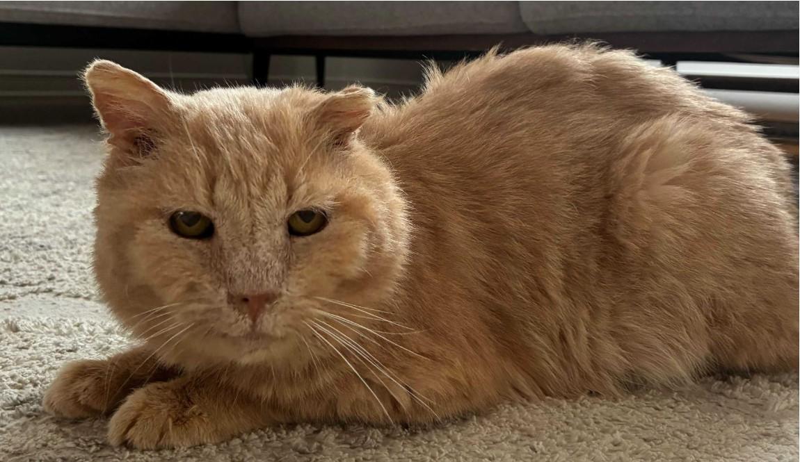 Chapristi, ADOPTABLE, Senior Male Domestic Short Hair.