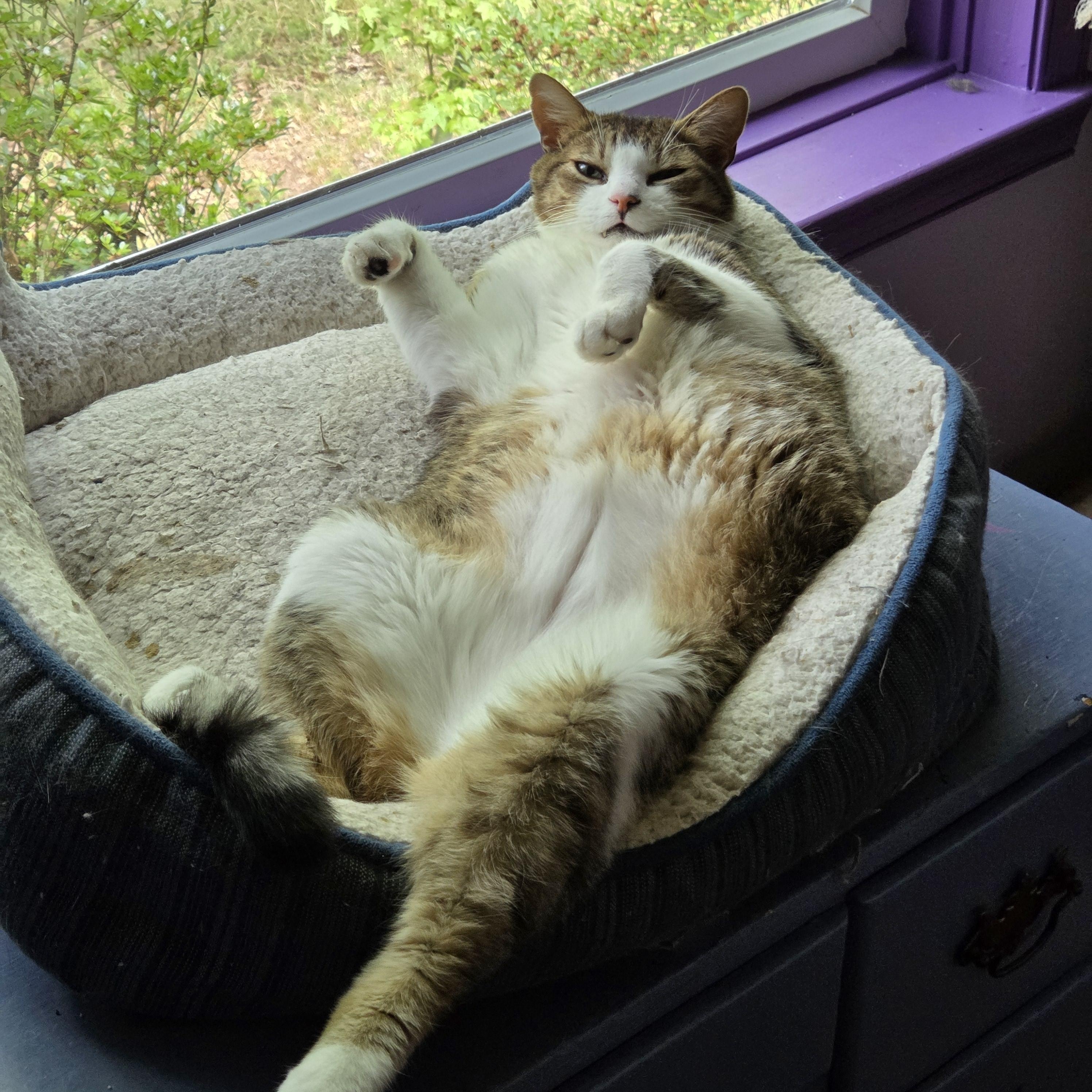 Ramses, Adoptable, Adult Male Domestic Short Hair.