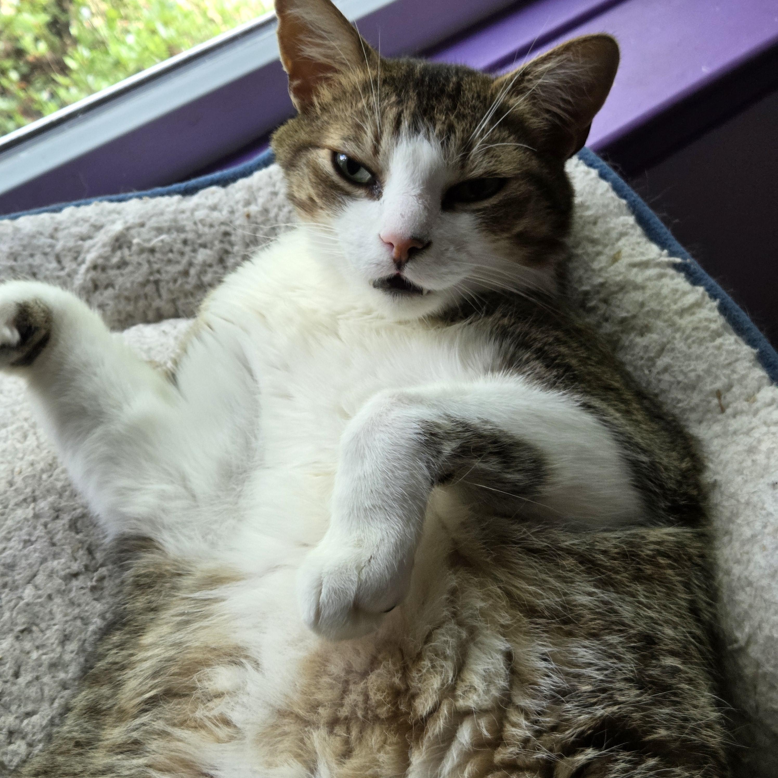 Enlarge Ramses, a Adoptable Domestic Short Hair in Great Mills, MD image 2/2