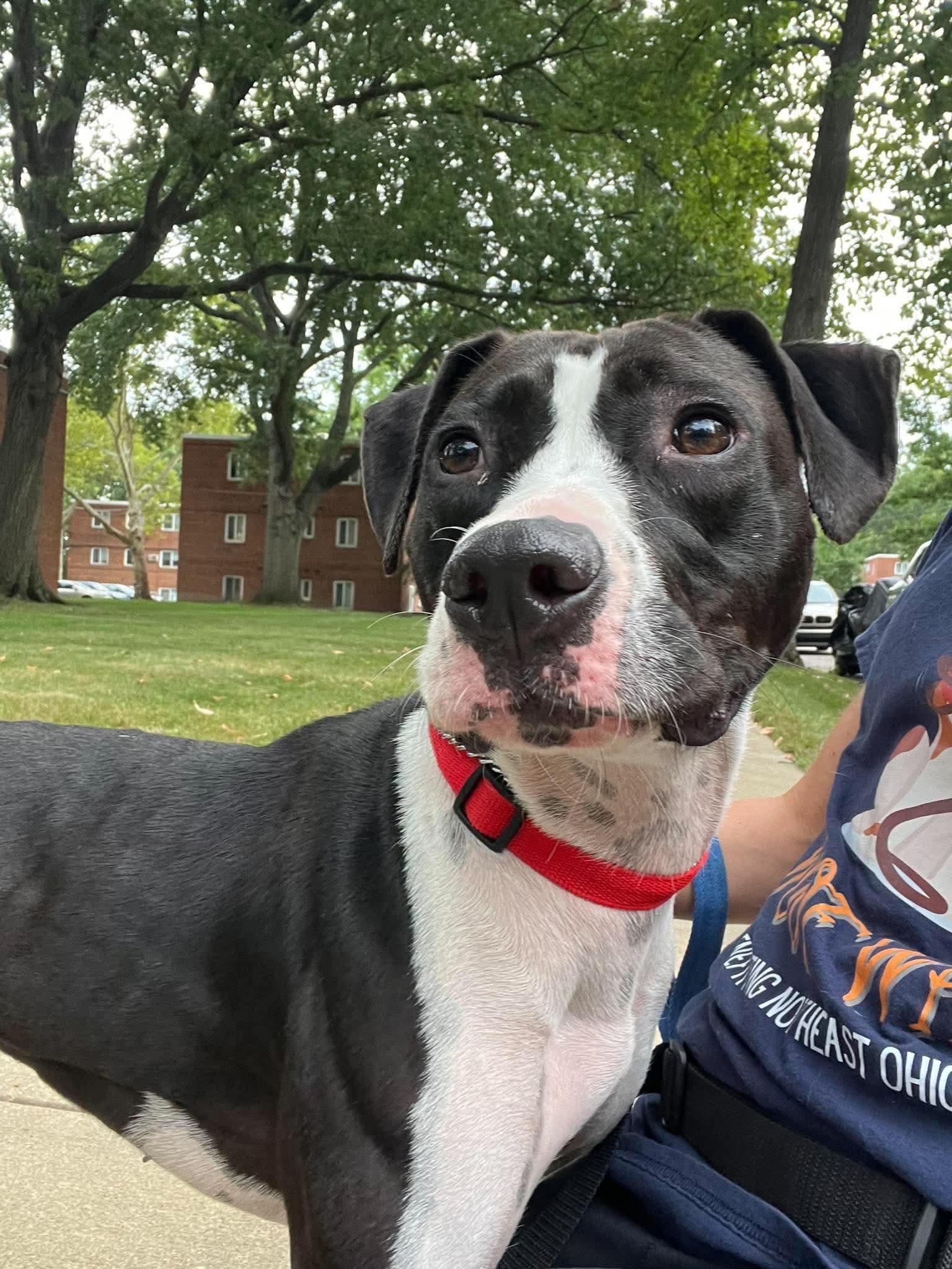 Enlarge Chalupa, a Adoptable mixed breed in Parma, OH image 2/3