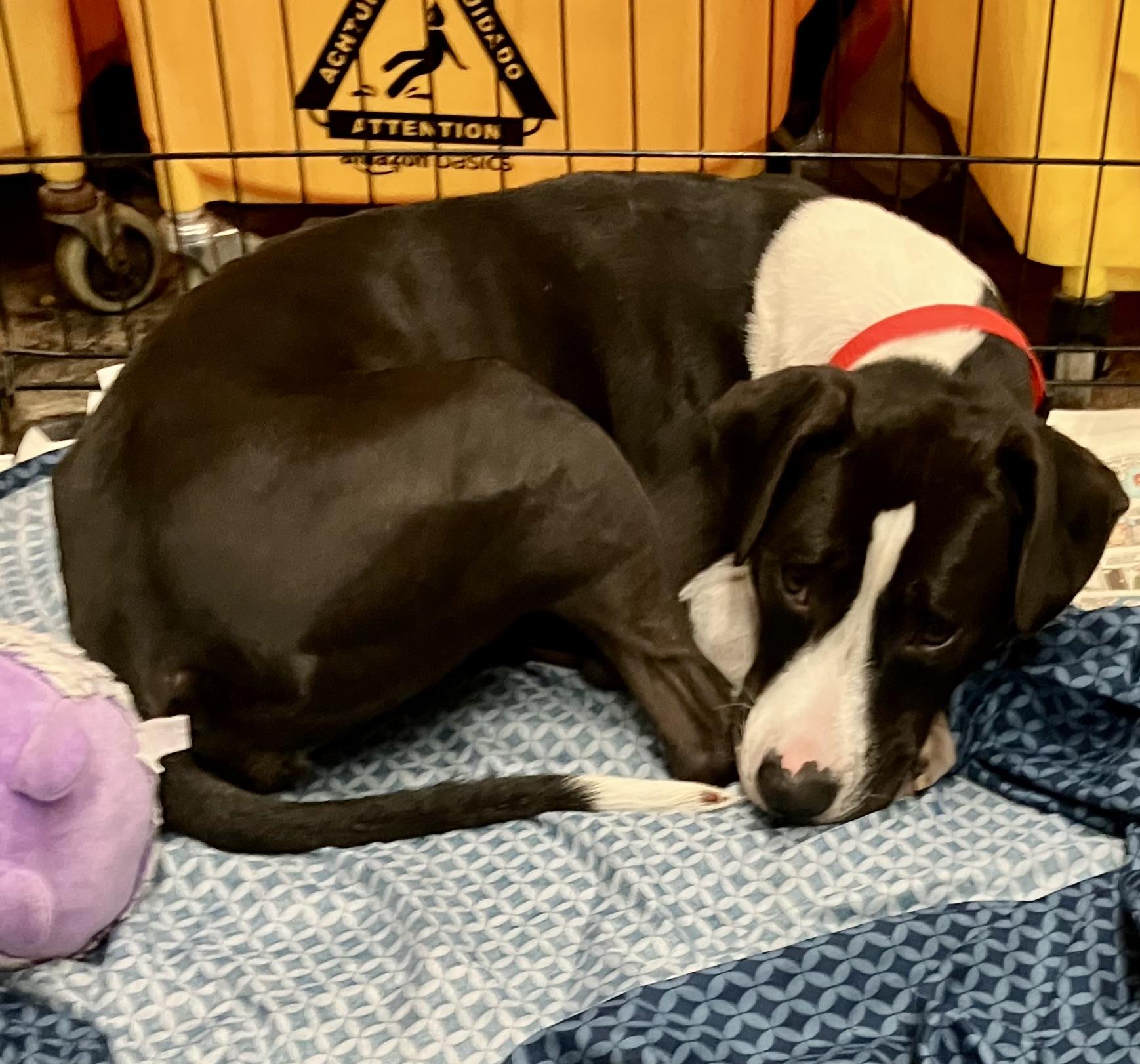 Enlarge Chalupa, a Adoptable mixed breed in Parma, OH image 3/3