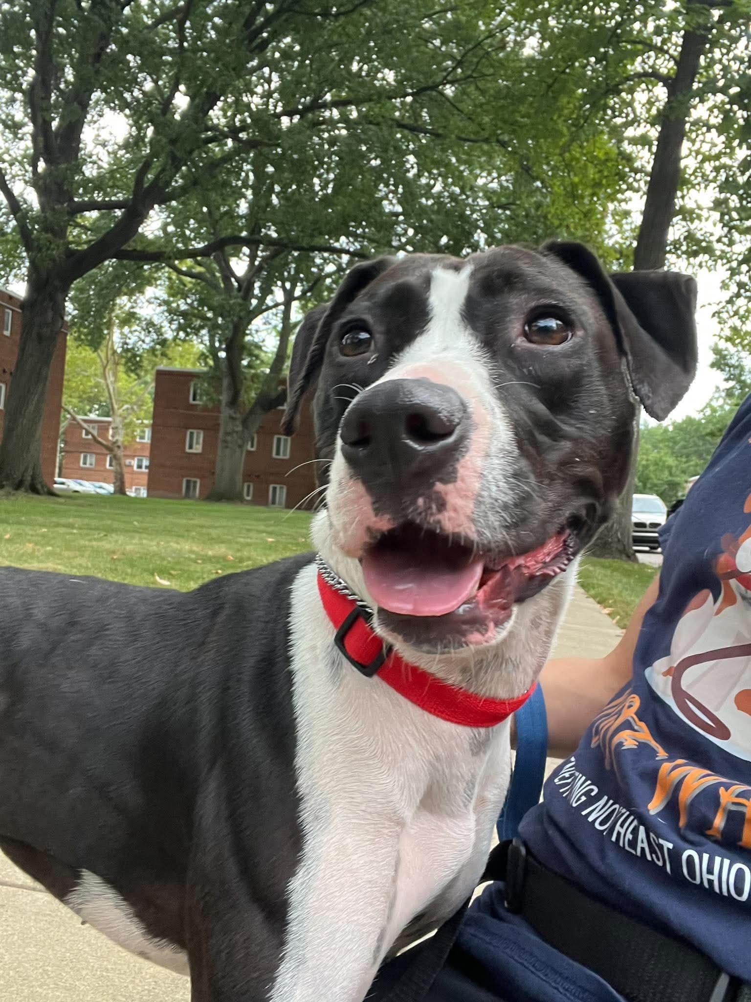 Chalupa, Adoptable, Young Female Mixed Breed.