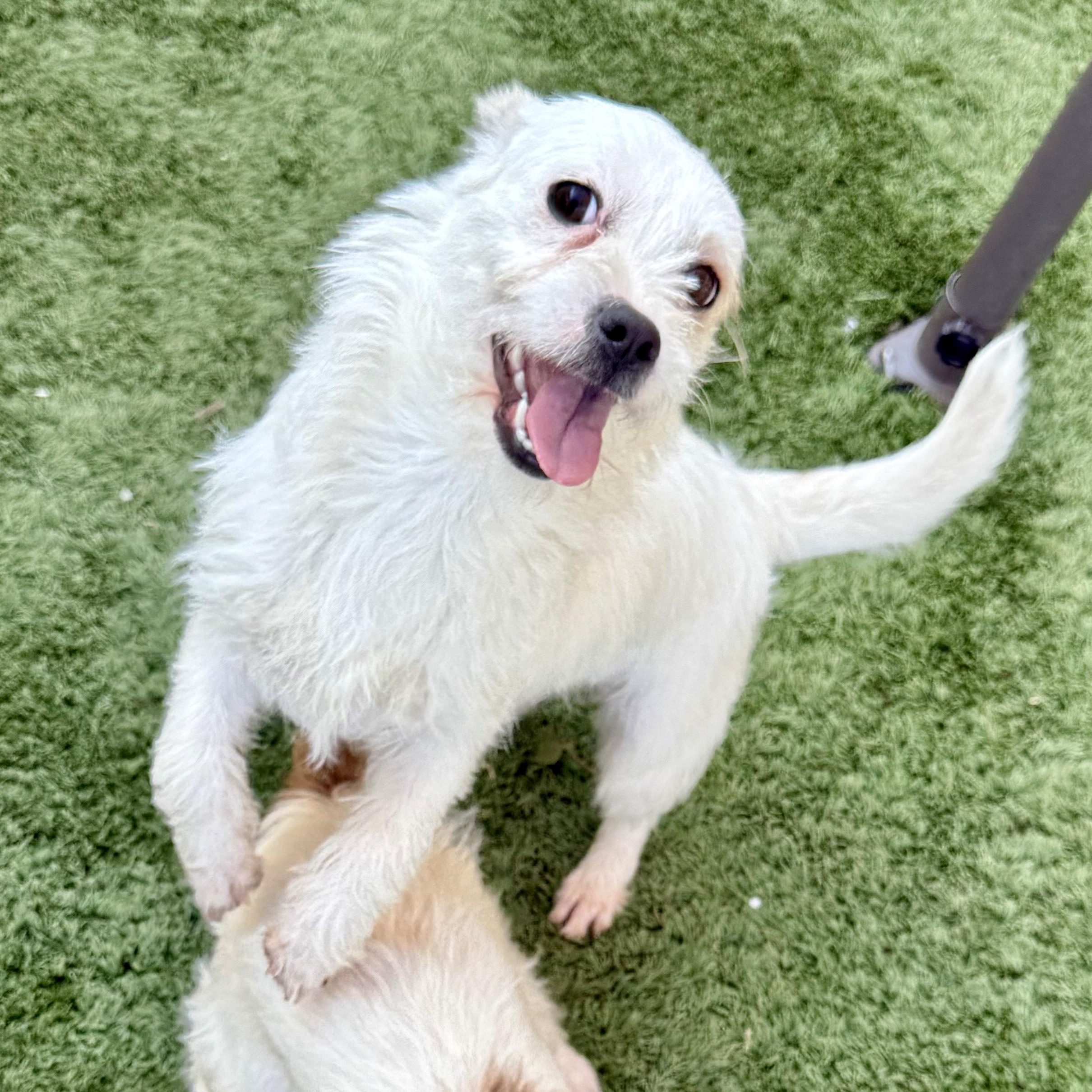 Angel, ADOPTABLE, Young Female Jack Russell Terrier & Wirehaired Terrier.